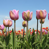 郁金香 | Tulips Festival