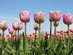 DSCN4489.JPG