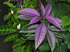 DSCN7542.JPG