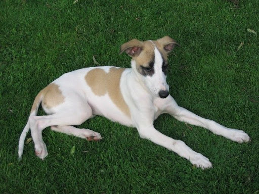 Puppy Max