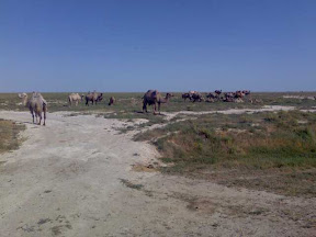 Dromedaries in the Kazakh steppe)