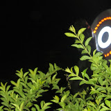 IMG_2820 copy.jpg