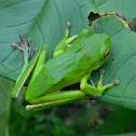 white-lipped tree frog