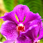 orchid