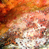 02-03-10 - Night Dive - Turtle Reef