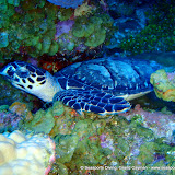02-22-10 - Conch Point, Bears Paw