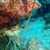 07-05-10 - PM Dives - Roundabout, Mary's Garden