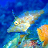 07-23-10 - AM Dive - Eagle's Nest, Aquarium North