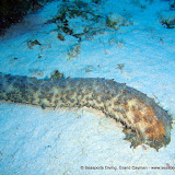 07-14-10 - PM Dives - Hammerhead Hole