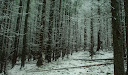 Зимовий ліс