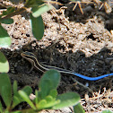 Western Skink (Juvenile)