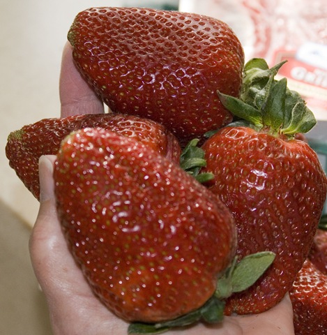 [California strawberries 4 are a handful 4-2-10[2].jpg]