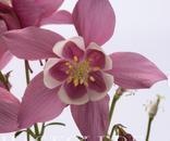 [Akelie-Spring-Magic-Rose-and-White_full_plant[5].jpg]