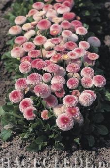 [Tusenfryd-Tasso-Strawberries-Cream_full_plant[2].jpg]
