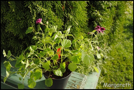 Sancho Pansa full blomst 2010
