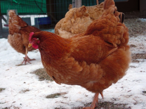 [chicken04[12].jpg]