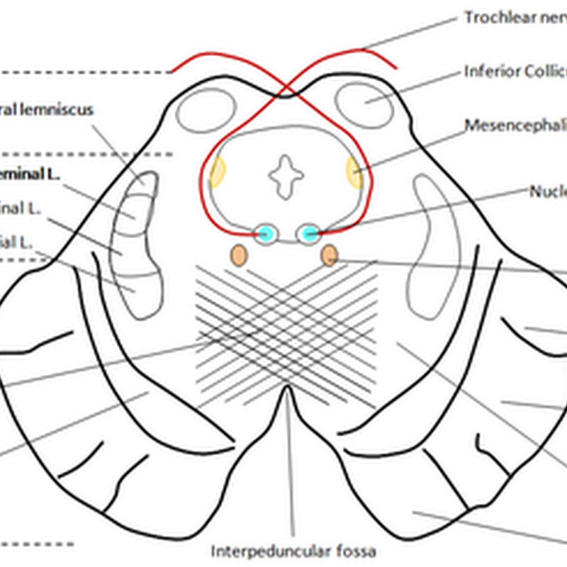 Brain Stem
