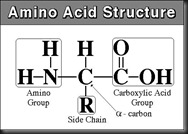 amino_acid_structure