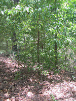 Jones Reunion 2010 049.JPG
