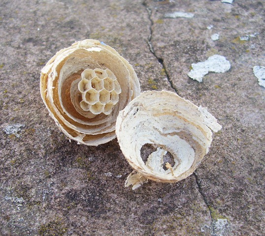 [wasps nest[3].jpg]