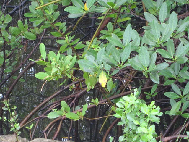 [IMG_08672.jpg]