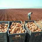 25 millions de quintaux de pomme de terre produits en 2009