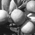 Flambée des prix : Le citron à 300 DA le kilo
