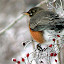 winterthrush Iarna nu vrea sa plece ( Galerie Foto )