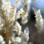 wintergrasses Iarna nu vrea sa plece ( Galerie Foto )