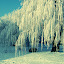 winterwonderlandbyannme Iarna nu vrea sa plece ( Galerie Foto )