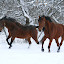 earlysnow Iarna nu vrea sa plece ( Galerie Foto )