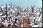 cotton field