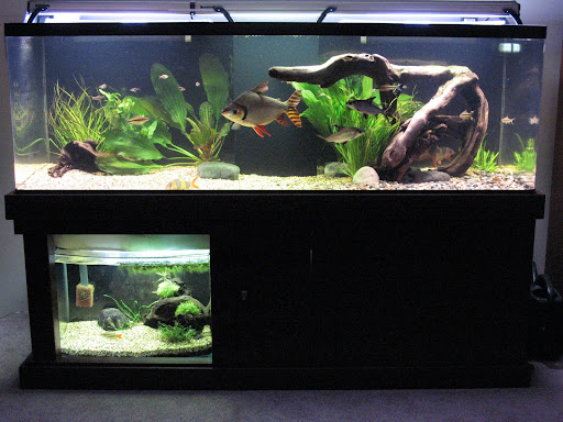 managuense cichlid disease