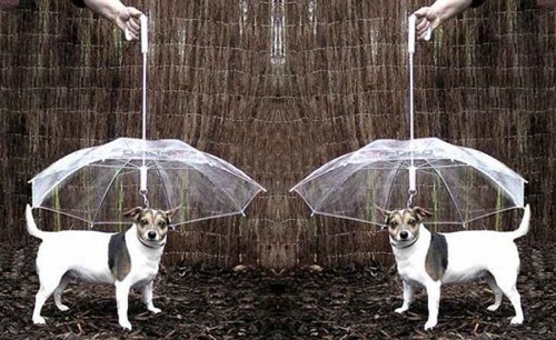 [umbrella-for-pets_s9obd_6648[4].jpg]