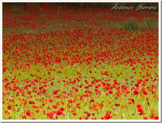 Degradado ababol, por Antonio Herrera, en Flickr