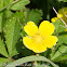 Cinquefoil