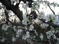 DSCF0056.JPG