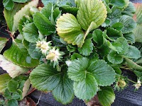 DSCF0238.JPG