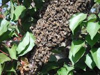 DSCF0588.JPG