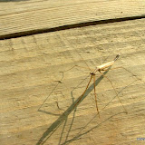 Walking Stick, Loranger, La, K.M. Newton, 2009