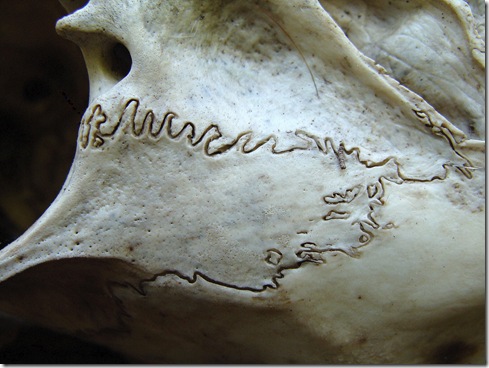 deer skull eye socket deer skull eye socket