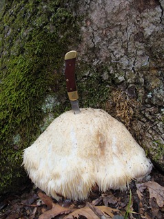 Lion's Mane with knife for scale Lion's Mane with knife for scale