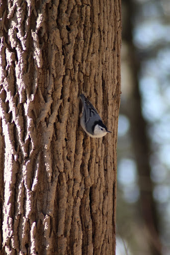 IMAGE: http://lh5.ggpht.com/_p0tODljiSqE/S5HXrWoi_TI/AAAAAAAAByI/LV15lOehxsk/IMG_4457.JPG