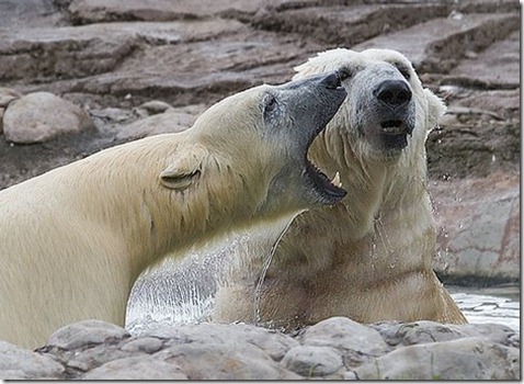 Blog - Polar Bear