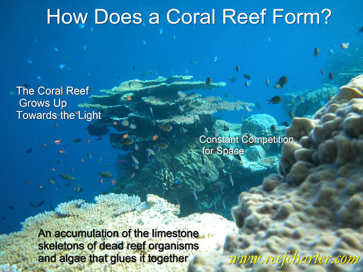 how do coral reefs form