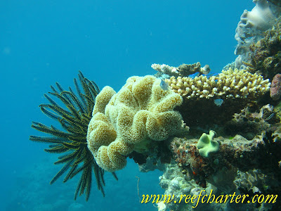 The Beautiful Feather Star