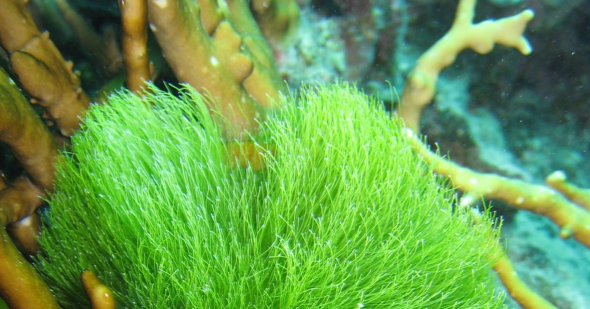 Great Barrier Reef Cairns Australia New Horizon Sail & Dive