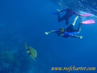 Snorkeling with a Turtle