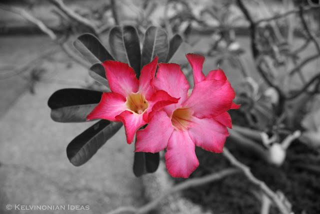 Random Shots | Photo by: Kelvin Servigon A Pink flower.