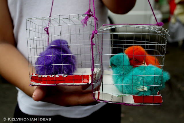 Random Shots | Photo by: Kelvin Servigon Colorful chicks.